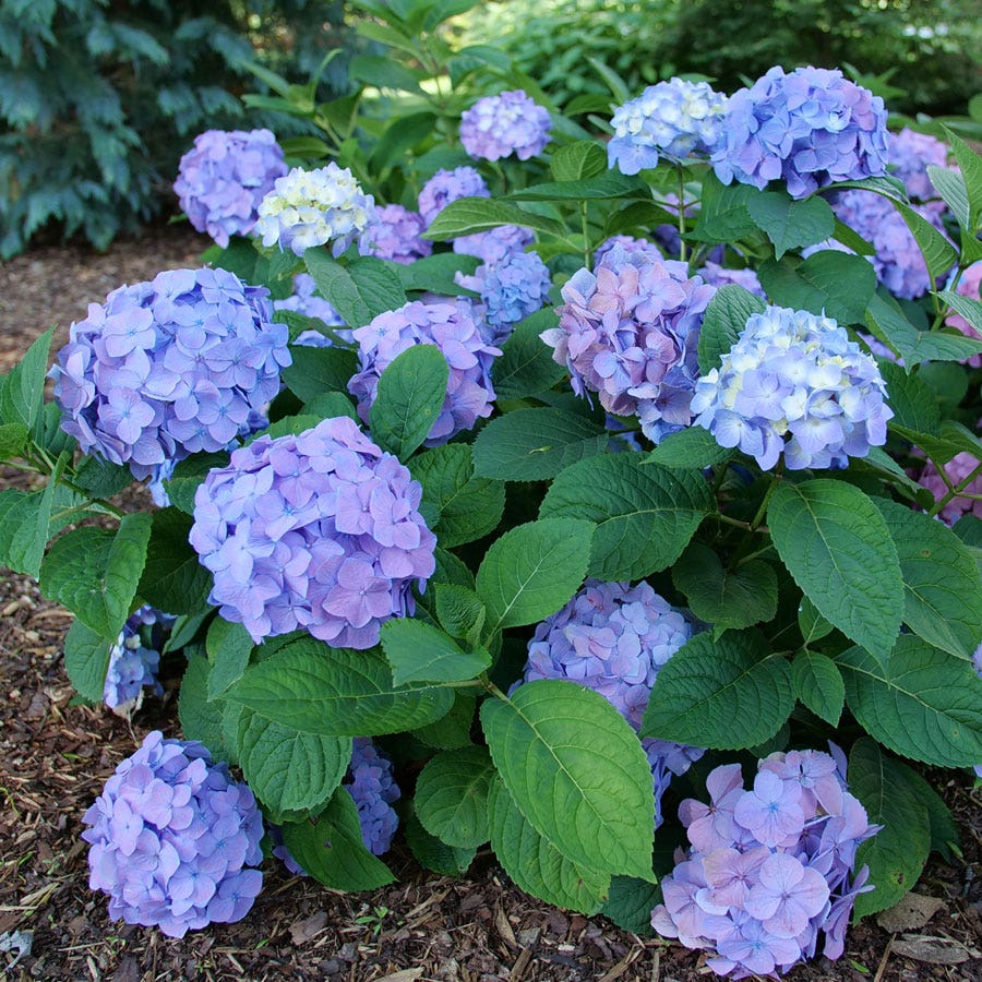Hydrangea Let's Dance Sky View®