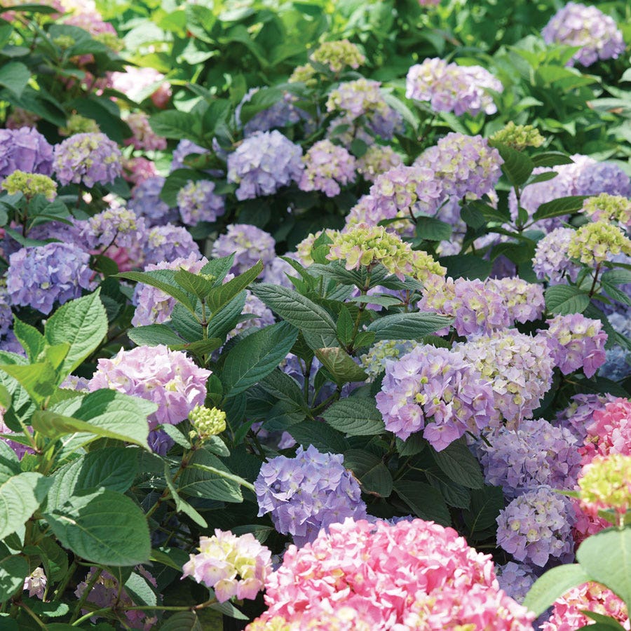 Hydrangea Let's Dance Sky View®