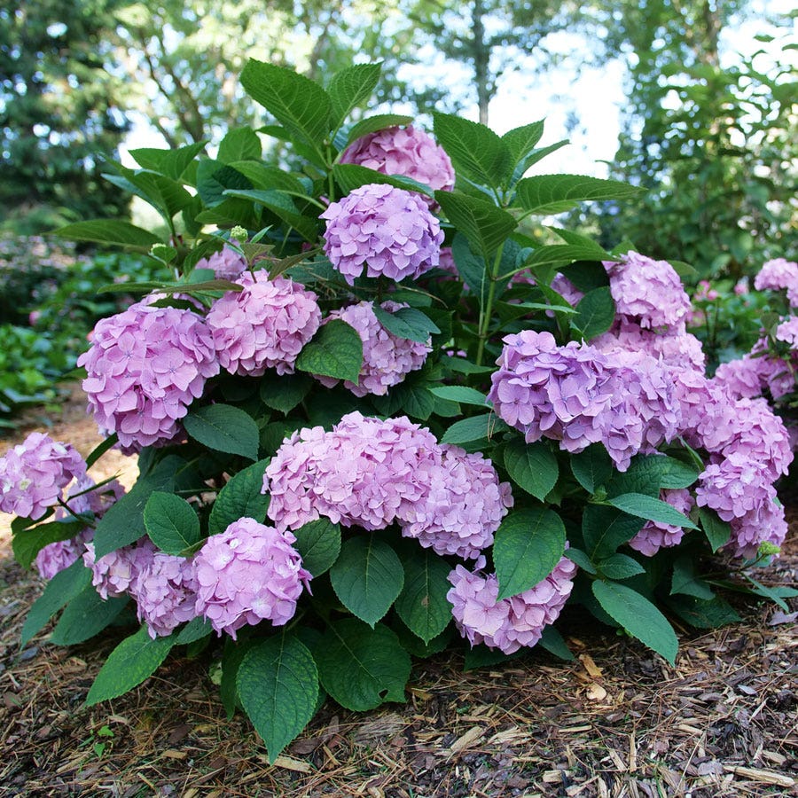 Hydrangea Let's Dance Sky View®