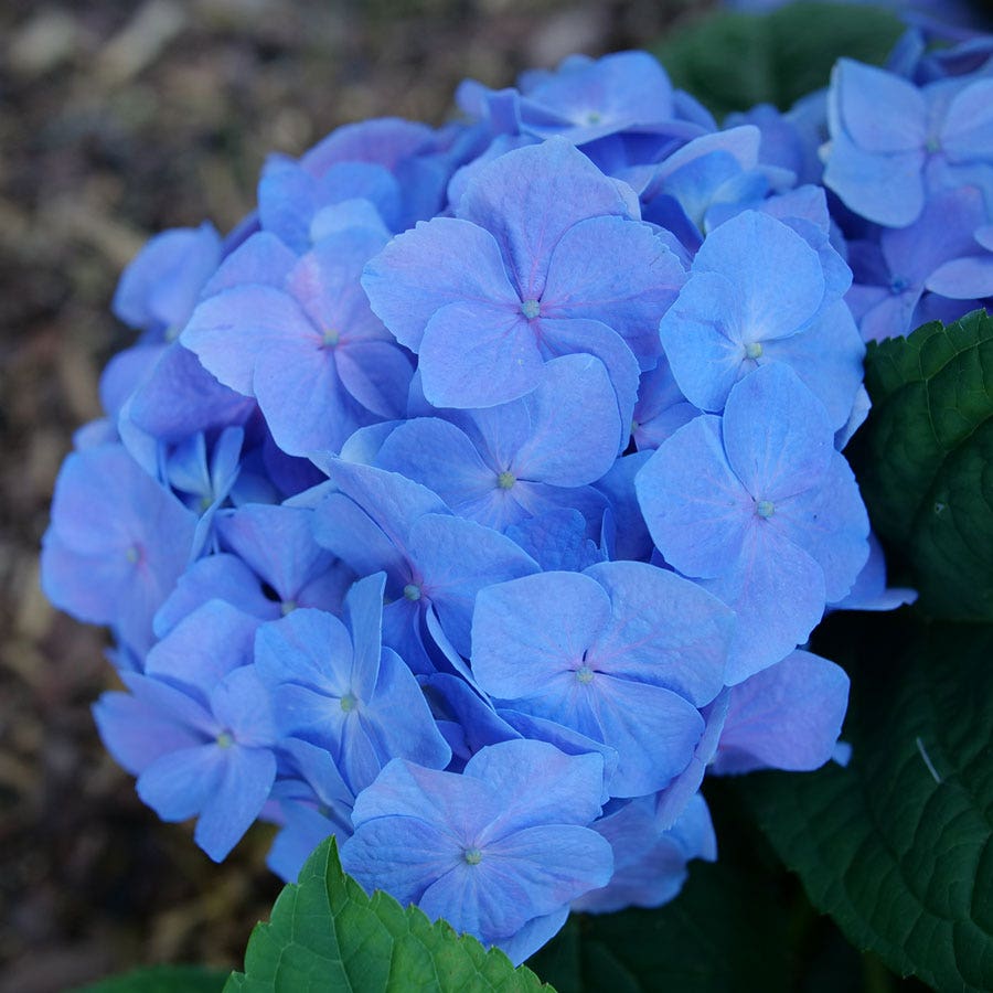 Hydrangea Let's Dance Sky View®