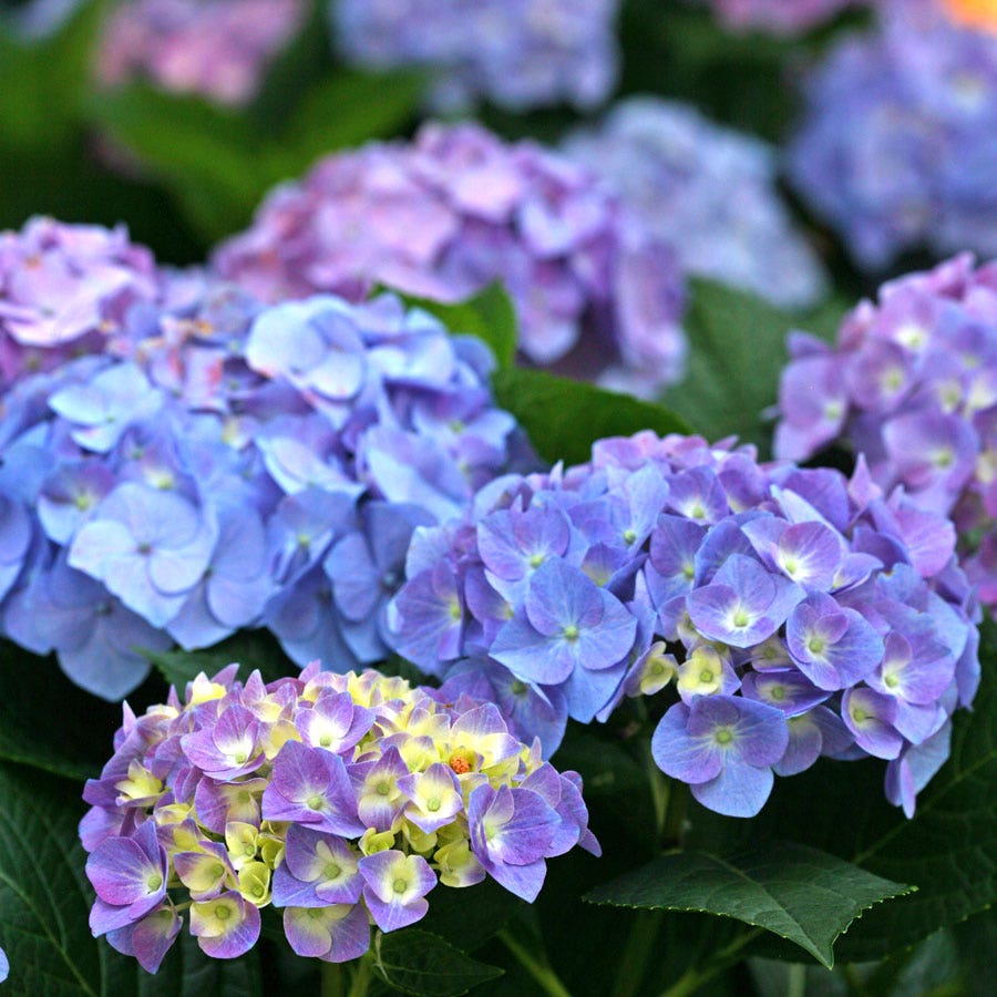 Hydrangea Let's Dance® Blue Jangles® Bigleaf Hydrangea