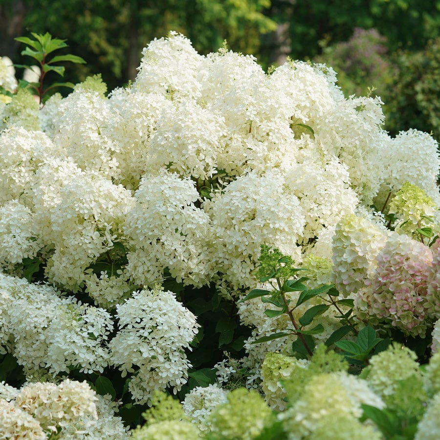 Hydrangea Puffer Fish® Panicle Hydrangea