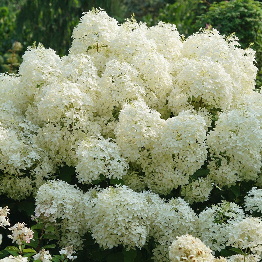 Hydrangea Puffer Fish® Panicle Hydrangea