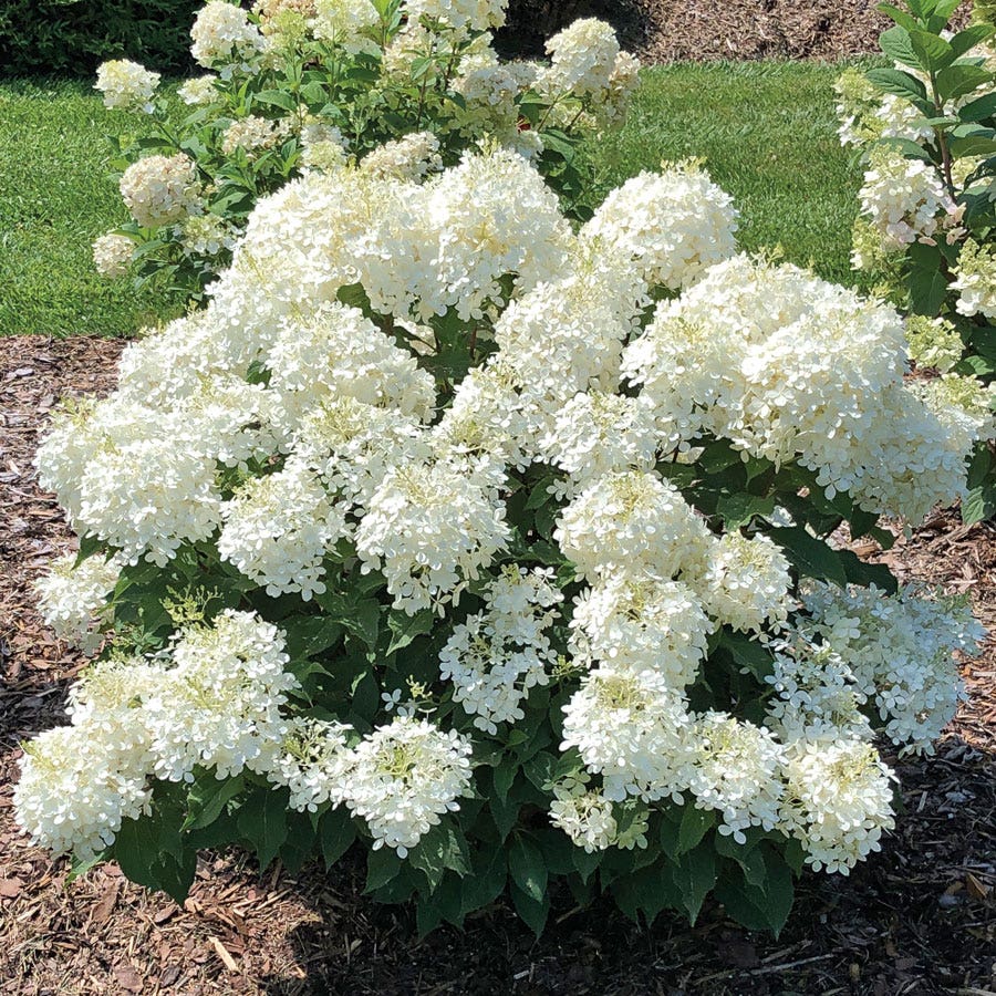 Hydrangea Puffer Fish® Panicle Hydrangea