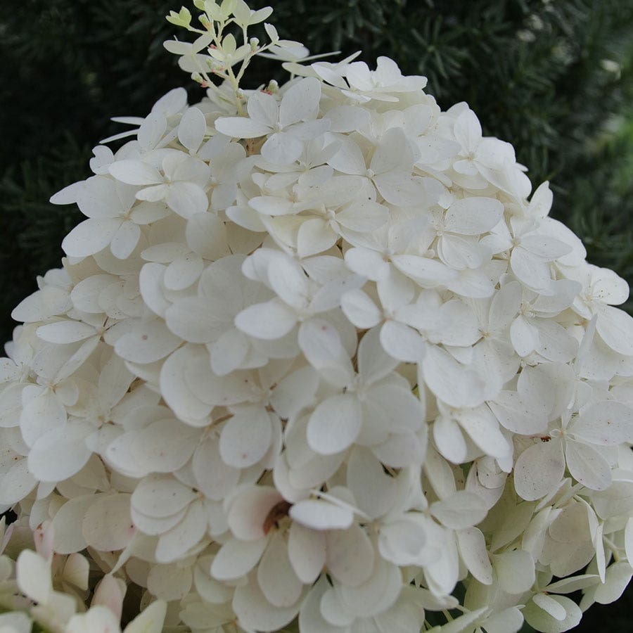 Hydrangea Puffer Fish® Panicle Hydrangea