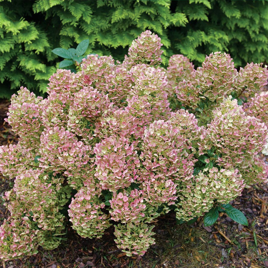Tiny Quick Fire® Panicle Hydrangea