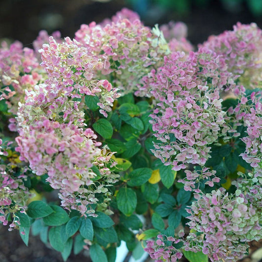 Tiny Quick Fire® Panicle Hydrangea