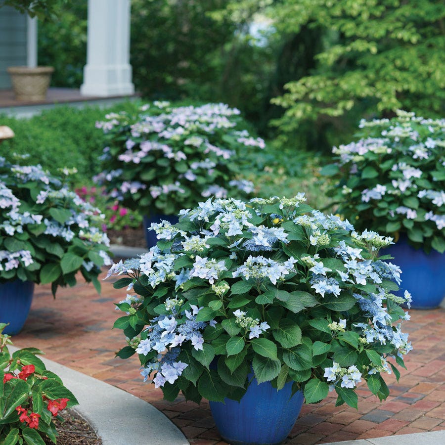 Tuff Stuff Ah-Ha® Mountain Hydrangea