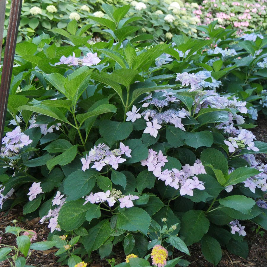 Tuff Stuff Ah-Ha® Mountain Hydrangea