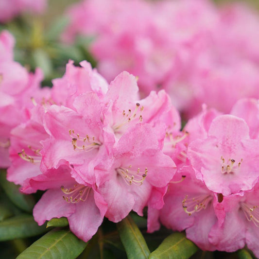 Rhododendron Dandy Man® Pink