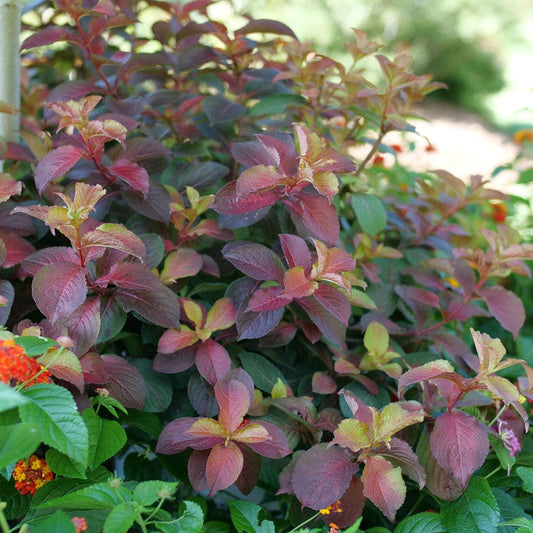 Weigela Midnight Sun™