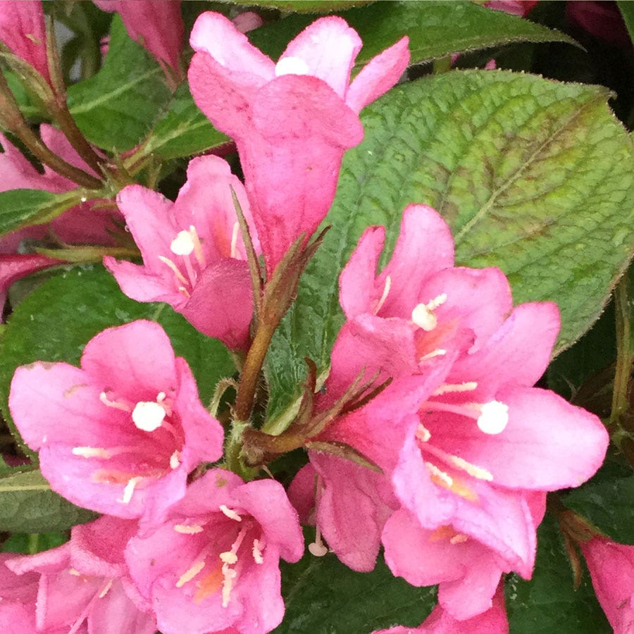 Weigela Midnight Sun™