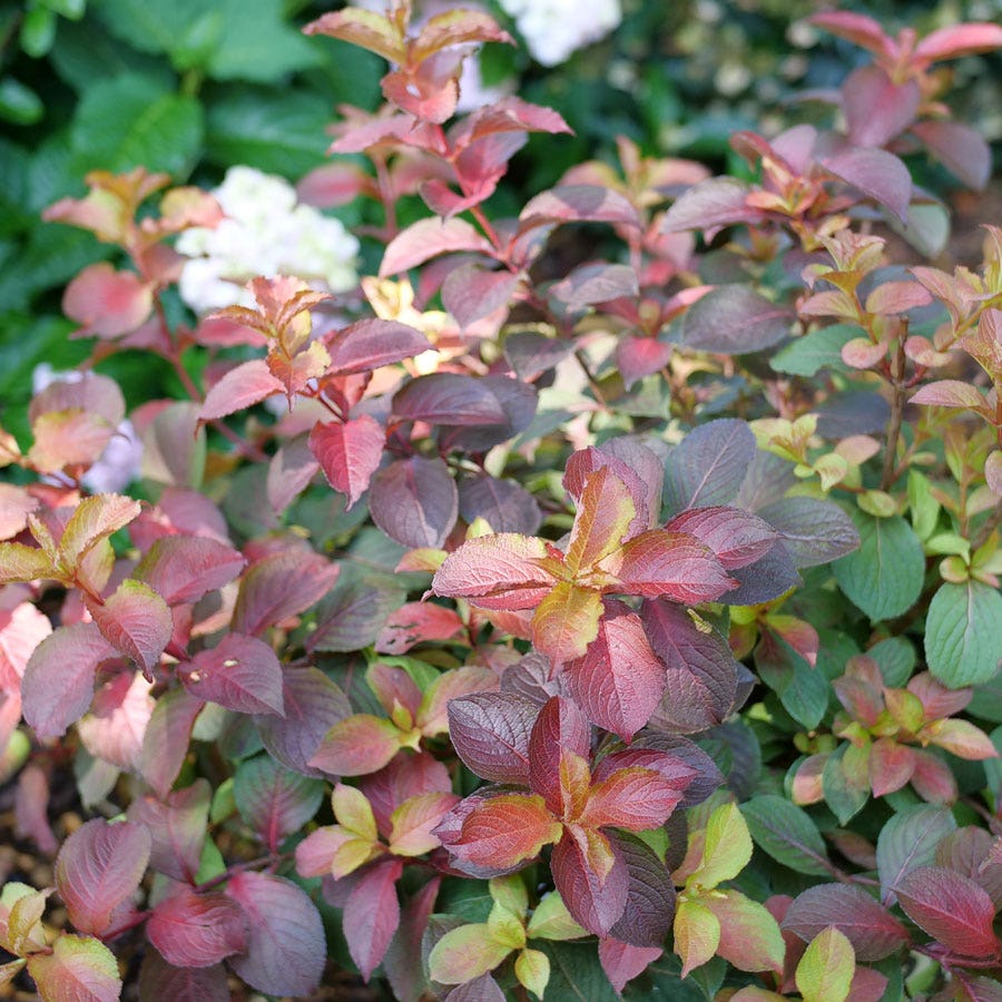 Weigela Midnight Sun™
