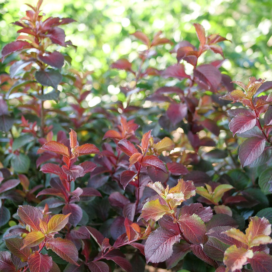 Weigela Midnight Sun™