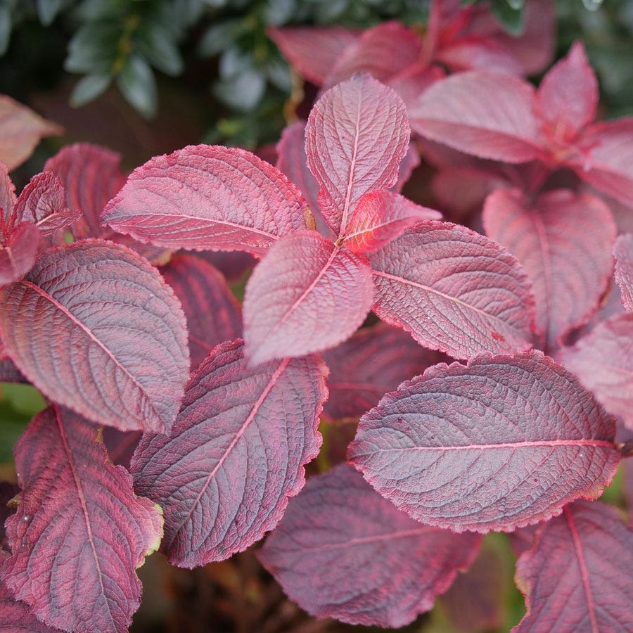 Weigela Midnight Sun™