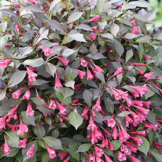 Weigela Midnight Wine Shine®
