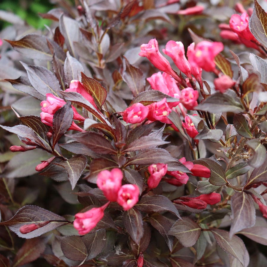 Weigela Midnight Wine Shine®