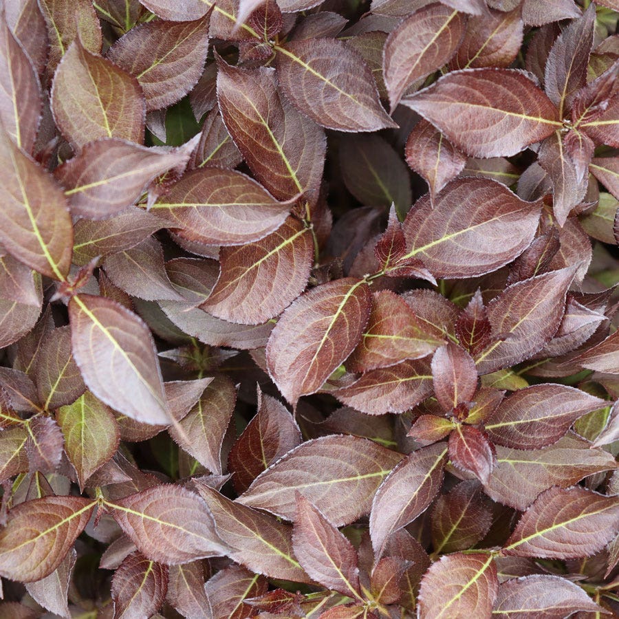 Weigela Midnight Wine Shine®