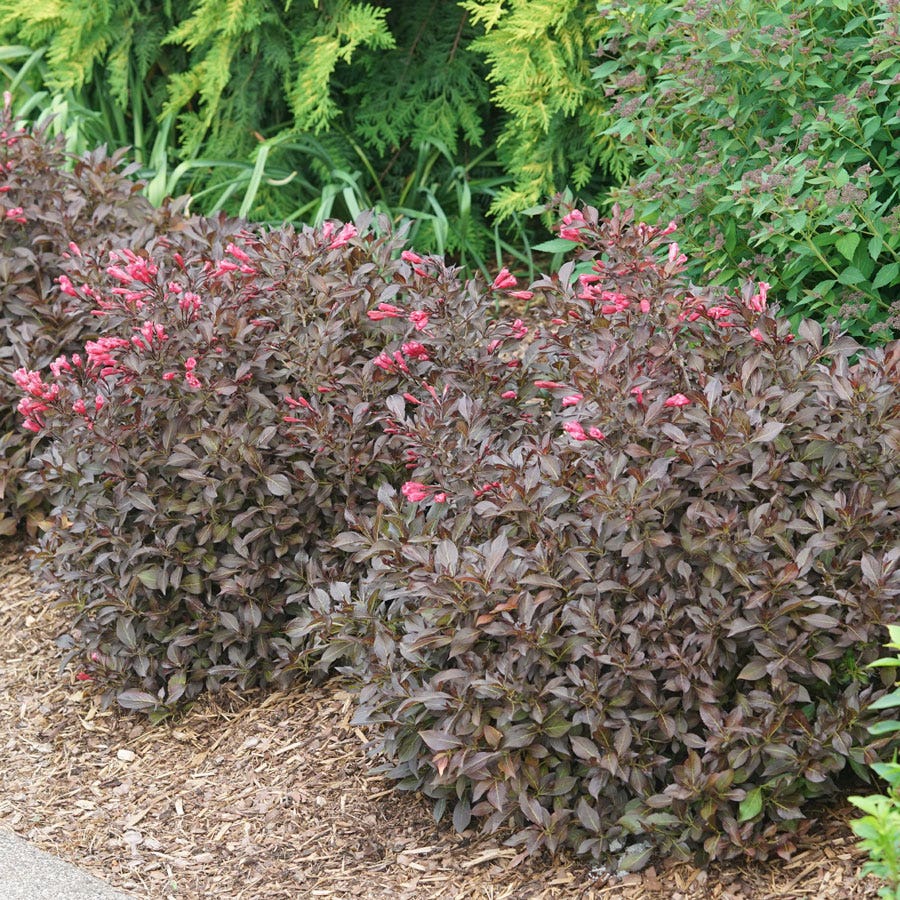 Weigela Midnight Wine Shine®