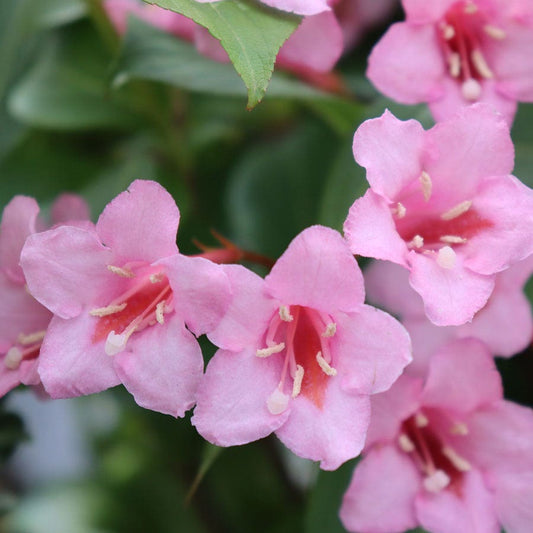 Weigela Sonic Bloom® Pure Pink