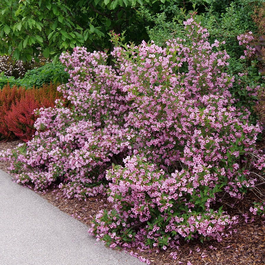 Weigela Sonic Bloom® Pure Pink
