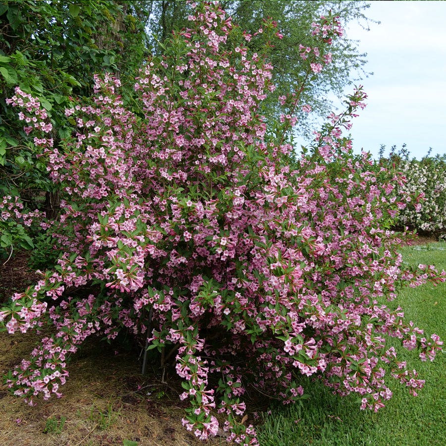 Weigela Sonic Bloom® Pure Pink