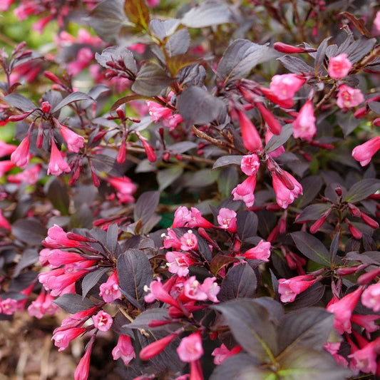 Weigela Very Fine Wine®