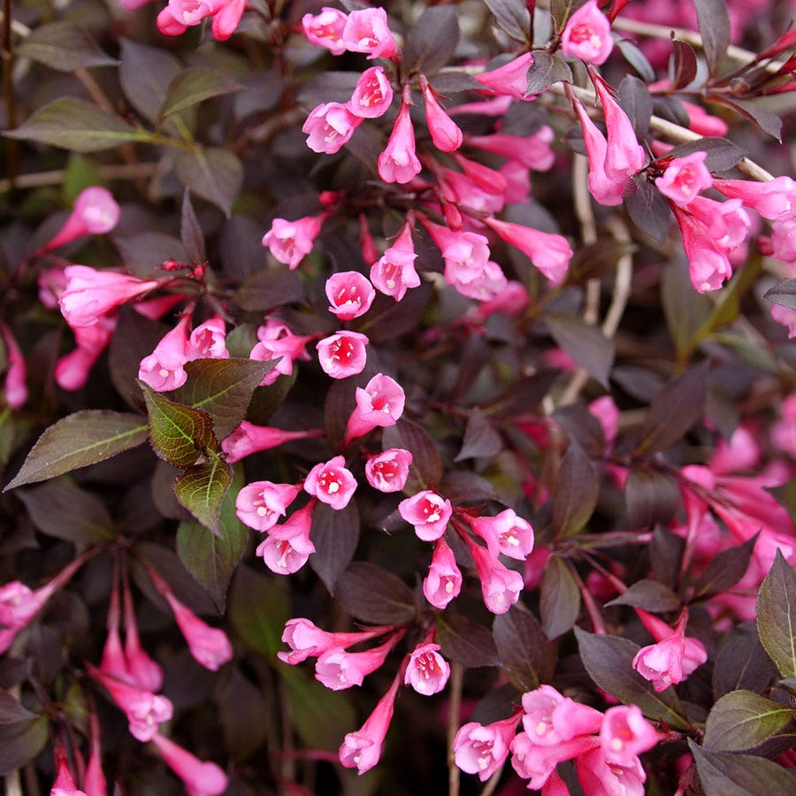 Weigela Very Fine Wine®