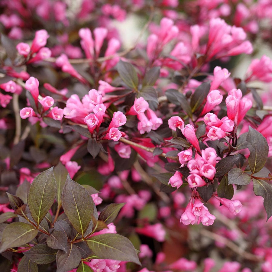 Weigela Very Fine Wine®