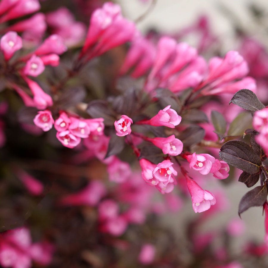 Weigela Very Fine Wine®