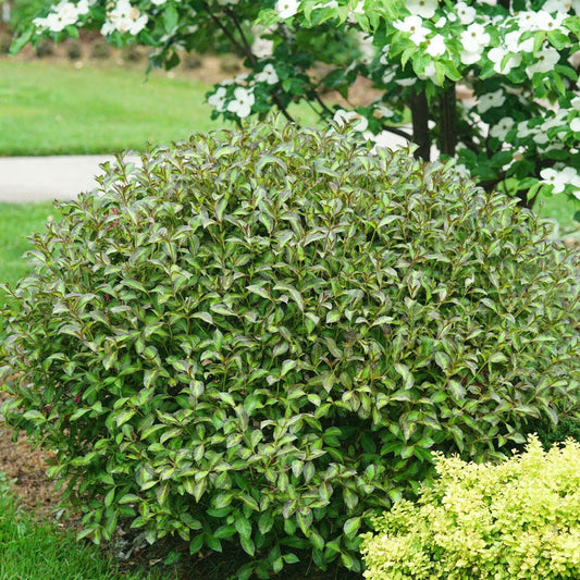 Weigela Vinho Verde™