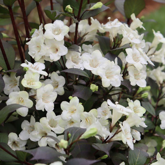 Weigela Wine & Spirits®