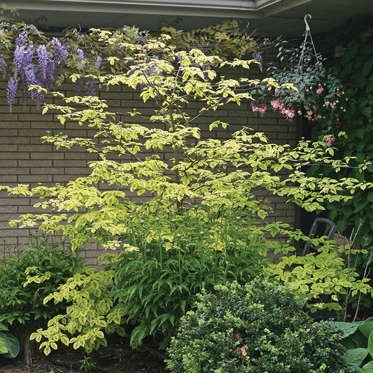 Cornus Golden Shadows® Pagoda Dogwood