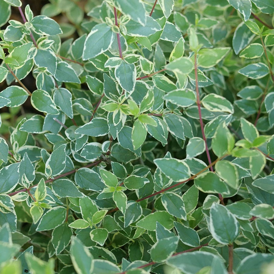 Abelia Mucho Gusto™