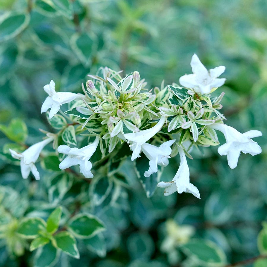 Abelia Mucho Gusto™