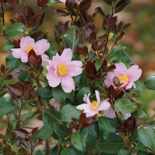 Camellia Just Chill Red Tip™