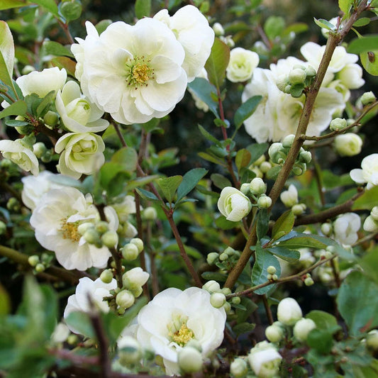Chaenomeles Double Take Eternal White™ Quince