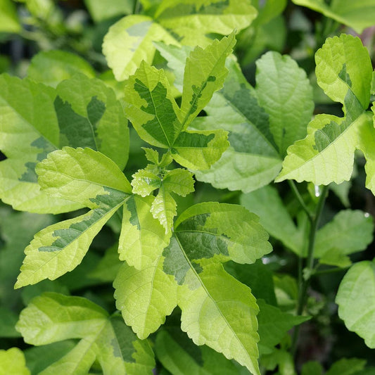 Hibiscus Paraplu Adorned™ Rose of Sharon