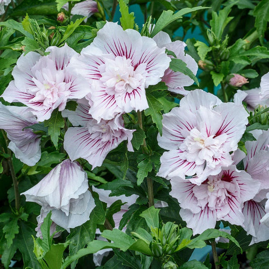 Hibiscus Starblast Chiffon™ Rose of Sharon