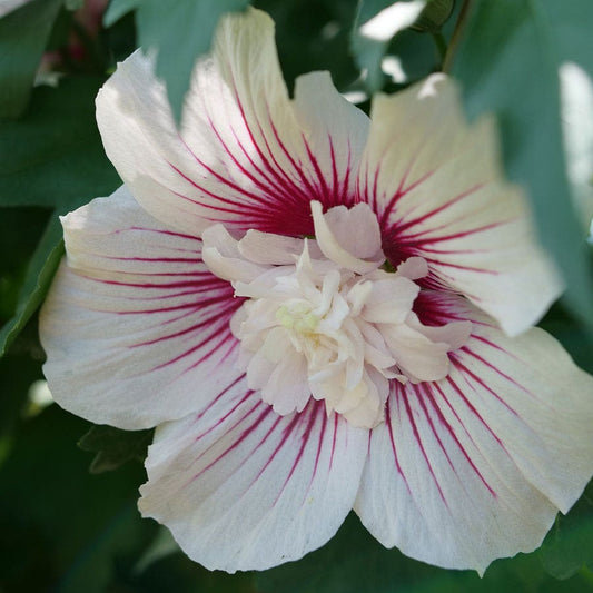 Hibiscus Starblast Chiffon™ Rose of Sharon