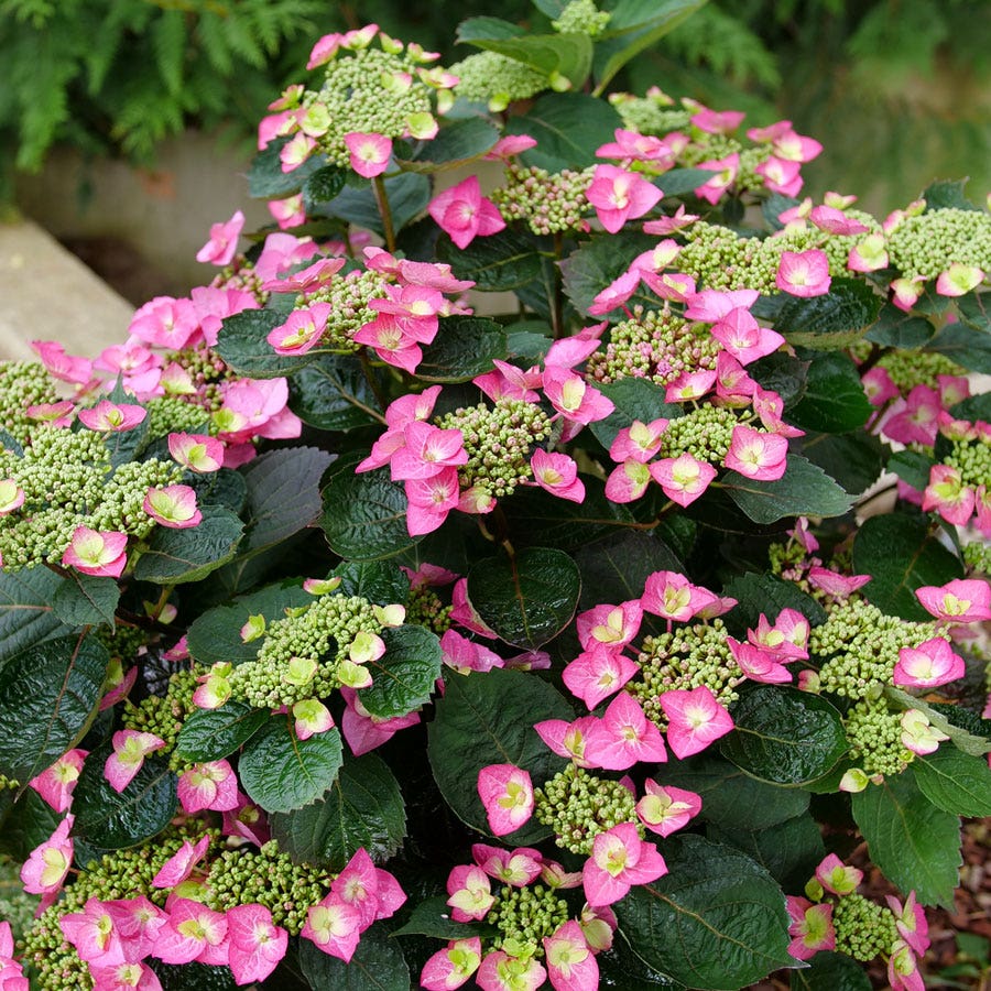 Hydrangea Tuff Stuff Top Fun™ Mountain Hydrangea