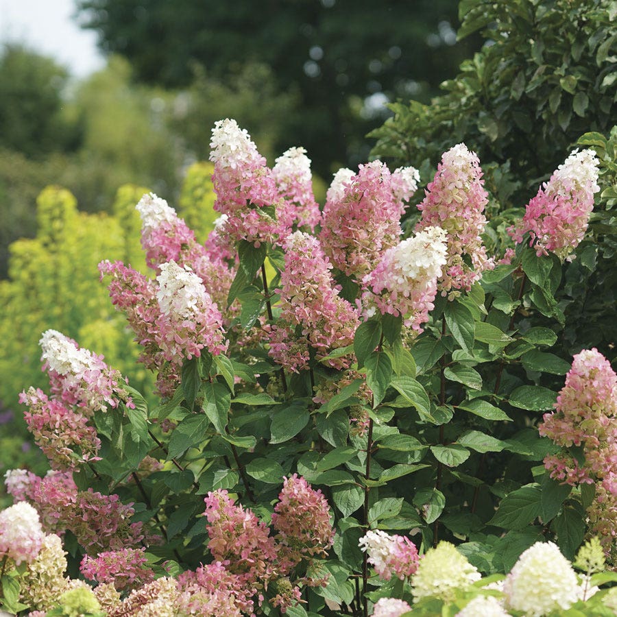 Hydrangea Pinky Winky Prime™ Panicle Hydrangea