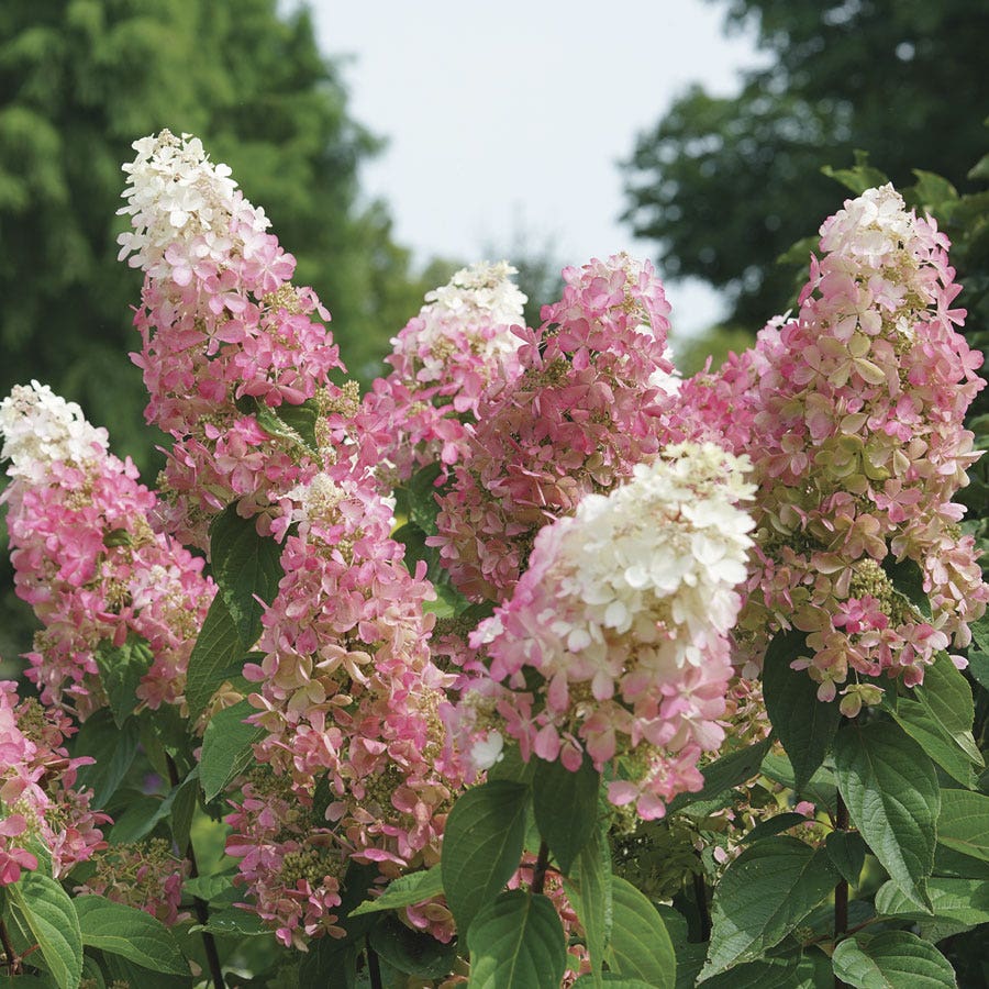 Hydrangea Pinky Winky Prime™ Panicle Hydrangea