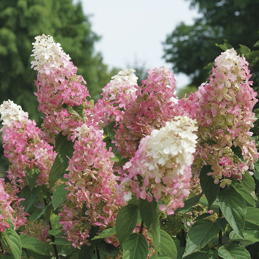 Hydrangea Pinky Winky Prime™ Panicle Hydrangea