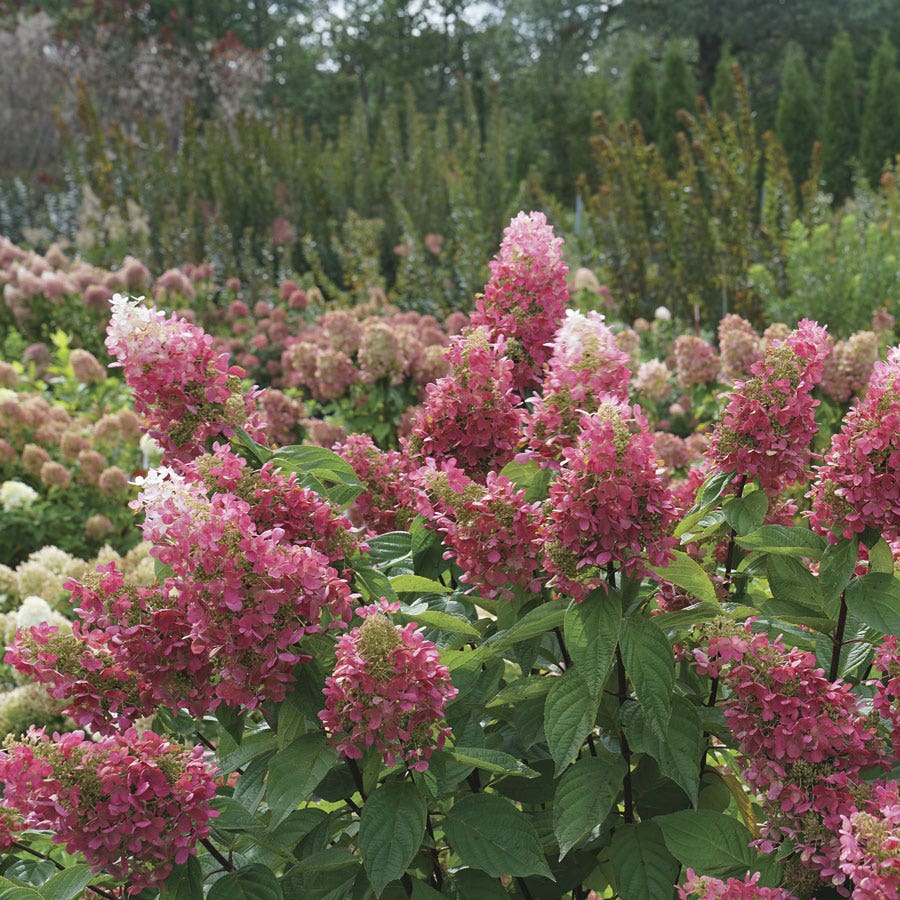 Hydrangea Pinky Winky Prime™ Panicle Hydrangea