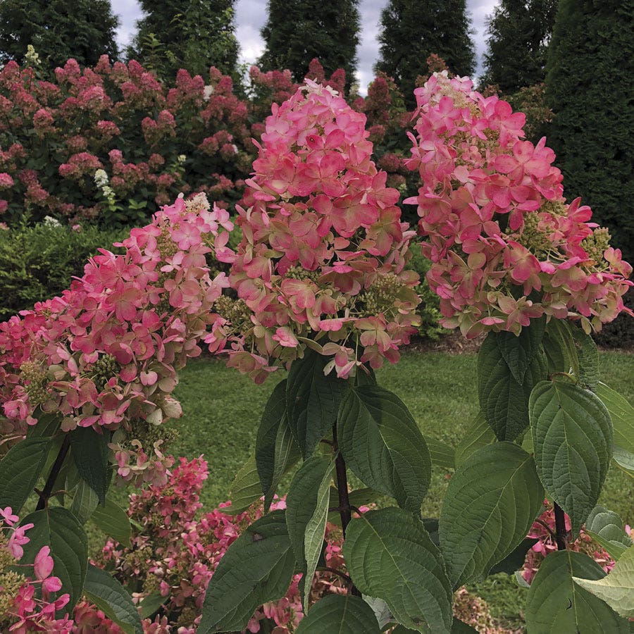Hydrangea Pinky Winky Prime™ Panicle Hydrangea