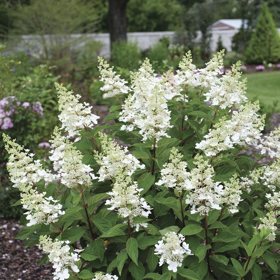 Hydrangea Pinky Winky Prime™ Panicle Hydrangea
