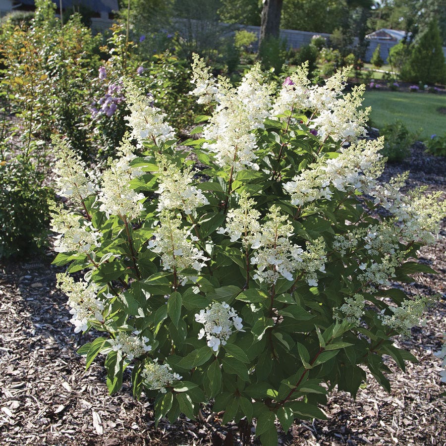 Hydrangea Pinky Winky Prime™ Panicle Hydrangea