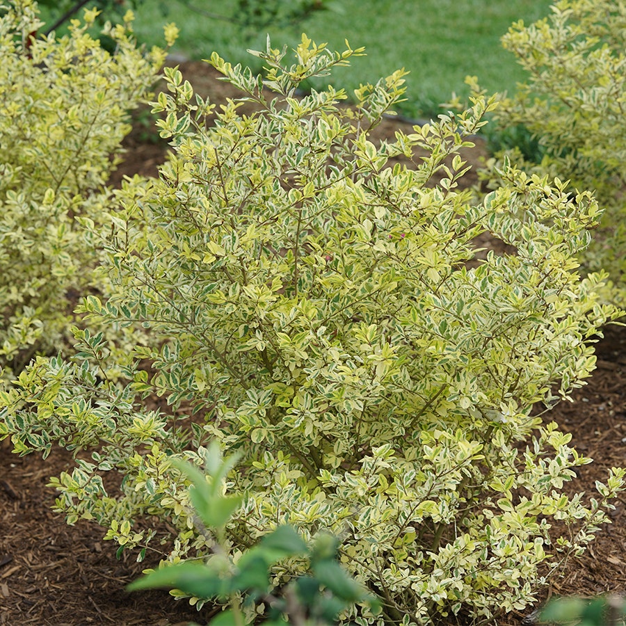 Ligustrum Good Vibrations® Privet