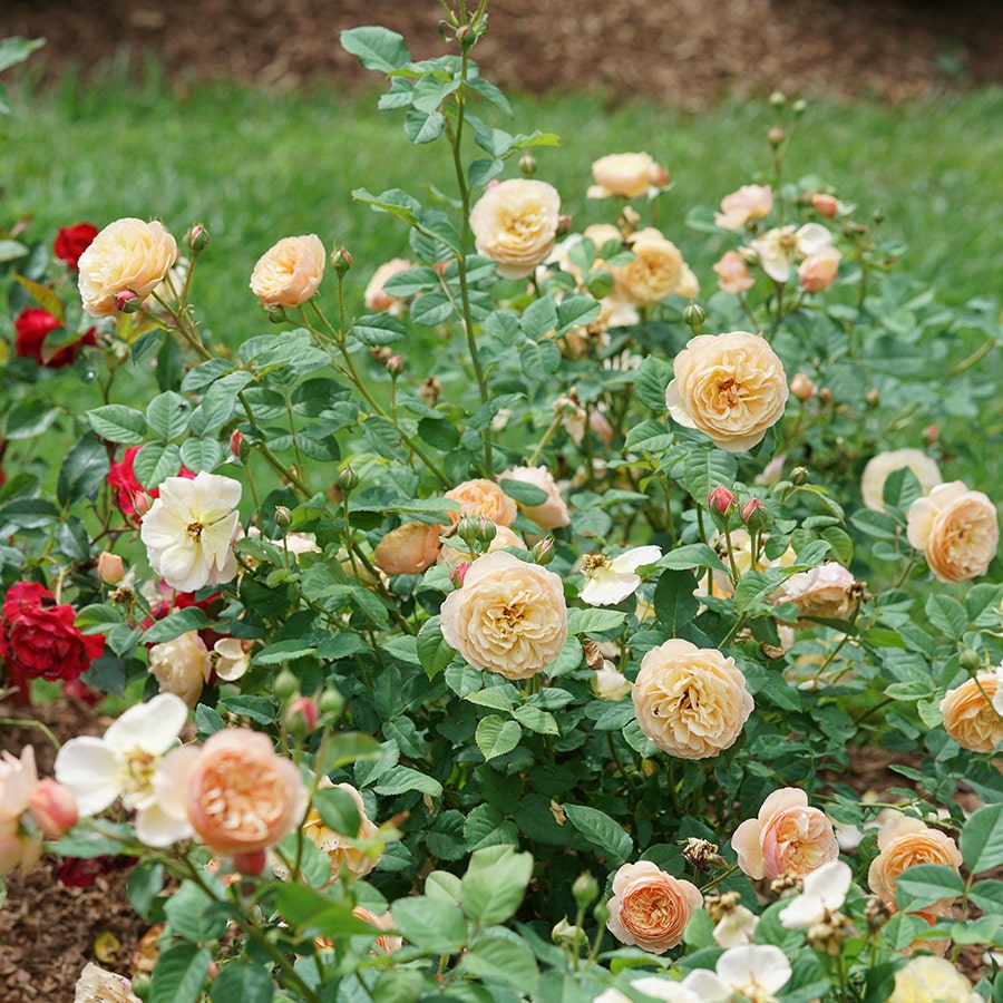 Rosa Flavorette™ Honey-Apricot Rose